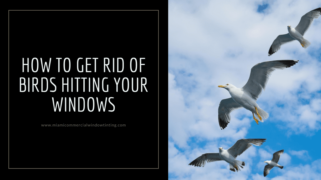 get rid birds hitting windows miami